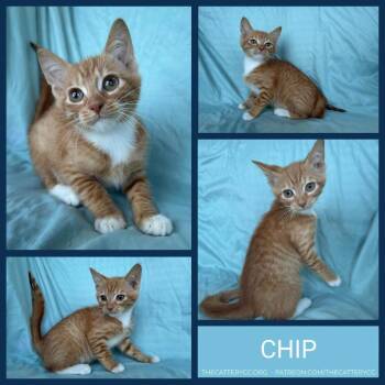 Chip -  Domestic Medium Hair Cat for Adoption in Corpus Christi, Texas - Chip | PetCurious