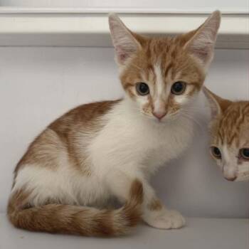 Jackie -  Domestic Short Hair Cat for Adoption in Las Cruces, New Mexico - Jackie | PetCurious