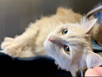 EUGENE -  Domestic Long Hair Cat for Adoption in Martinez, California - EUGENE | PetCurious