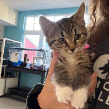 Alyssa -  Domestic Short Hair Cat for Adoption in Morristown, Vermont - Alyssa | PetCurious