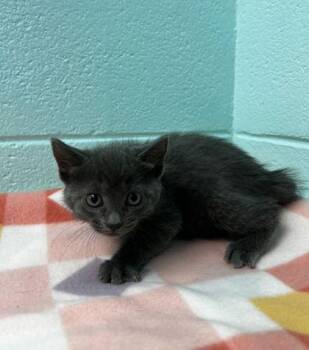 Domestic Short Hair Cats Available for Adoption in Spruce Pine, North Carolina - Soliel | PetCurious