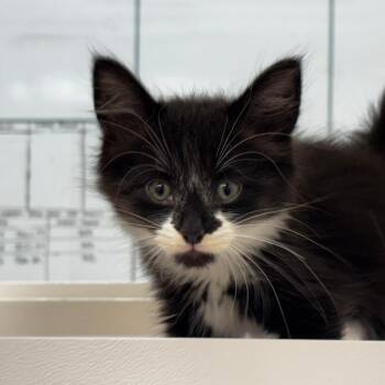 Penny -  Domestic Short Hair Cat for Adoption in Mebane, North Carolina - Penny | PetCurious