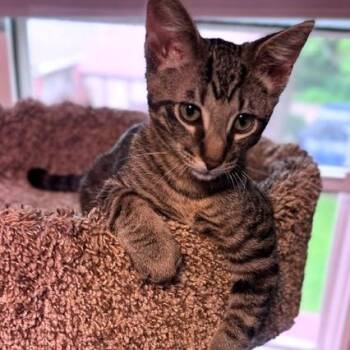 Ace -  Domestic Short Hair Cat for Adoption in Green Bay, Wisconsin - Ace | PetCurious
