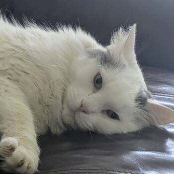 Smudge -  Turkish Angora and Domestic Long Hair Cat for Adoption in Liverpool, Texas - Smudge | PetCurious