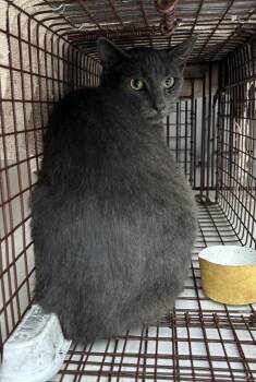 Rescue Domestic Short Hair Cats for Adoption in Troutdale, Oregon - Ember | PetCurious