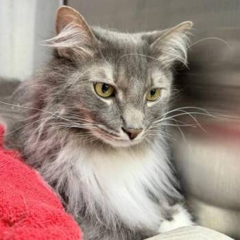 Domestic Medium Hair Cats Available for Adoption in Atlanta, Georgia - Jinx | PetCurious