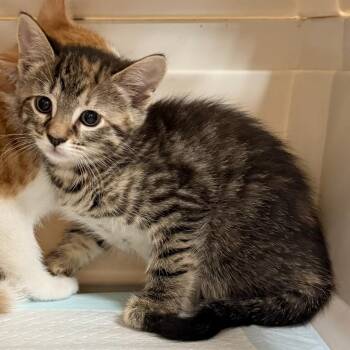 Russet -  Domestic Short Hair Cat for Adoption in Trenton, New Jersey - Russet | PetCurious