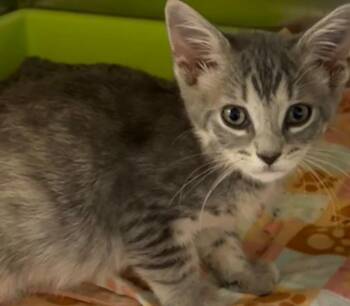 Dobbie -  Domestic Short Hair Cat for Adoption in Elizabethton, Tennessee - Dobbie | PetCurious