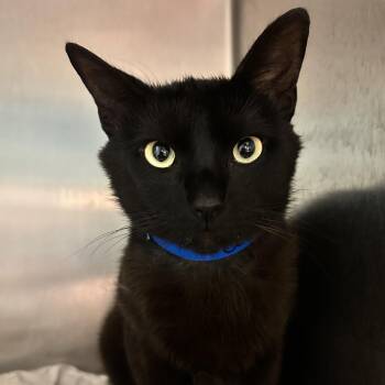 Catrick Swayze -  Domestic Short Hair Cat for Adoption in Chattanooga, Tennessee - Catrick Swayze | PetCurious
