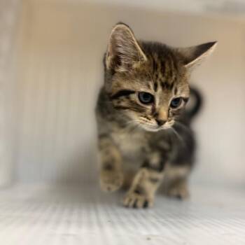 Boondock -  Domestic Short Hair Cat for Adoption in Pauls Valley, Oklahoma - Boondock | PetCurious