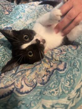 Tank -  Domestic Short Hair Cat for Adoption in Liverpool, Texas - Tank | PetCurious