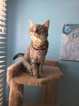 Domestic Short Hair Cats Available for Adoption - Dixie & Pixie | PetCurious