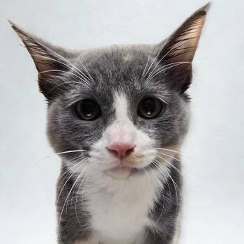 Nutmeg -  Domestic Short Hair Cat for Adoption in Wickenburg, Arizona - Nutmeg | PetCurious