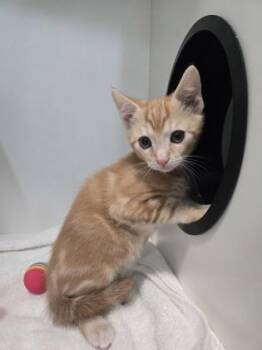 Baked Bean -  Domestic Short Hair Cat for Adoption in Savannah, Georgia - Baked Bean | PetCurious