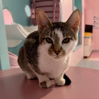 Costello (bonded to Abbott) - KBC -  Domestic Long Hair and Tabby Cat for Adoption in Dublin, Ohio - Costello (bonded To Abbott) - KBC | PetCurious