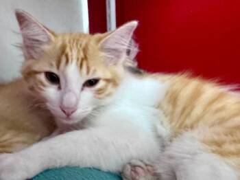 Lion-el -  Domestic Medium Hair Cat for Adoption in Powell, Ohio - Lion-el | PetCurious