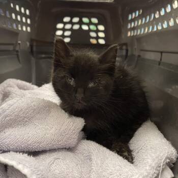 Shaun White -  Domestic Short Hair Cat for Adoption in Bloomington, Illinois - Shaun White | PetCurious