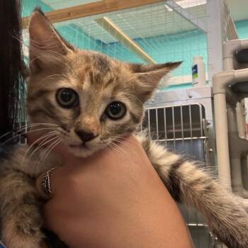 Rosemary -  Domestic Short Hair Cat for Adoption in Lake Jackson, Texas - Rosemary | PetCurious