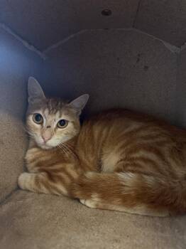 Joe -  Domestic Short Hair Cat for Adoption in Ontario, California - Joe | PetCurious
