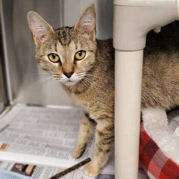 Domestic Short Hair Cats Available for Adoption in Hendersonville, North Carolina - Daphne | PetCurious