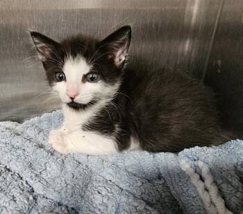 Elvis - Bonded W/ Priscilla -  Domestic Short Hair Cat Available for Adoption in Silverdale, Washington - Elvis - Bonded W/ Priscilla | PetCurious