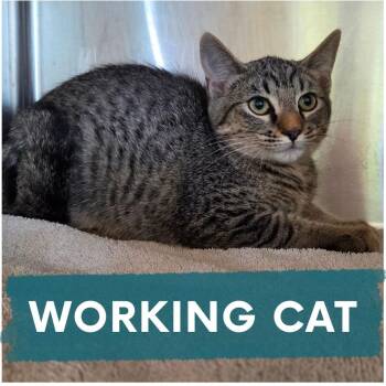 Chess -  Domestic Short Hair Cat for Adoption in Asheville, North Carolina - Chess | PetCurious