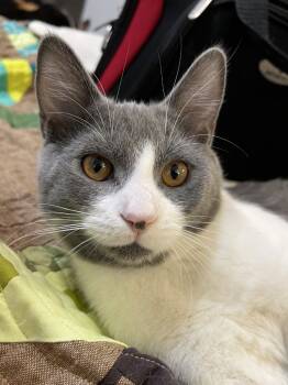 Rescue Domestic Short Hair Cats for Adoption in Minneapolis, Minnesota - Jinu | PetCurious