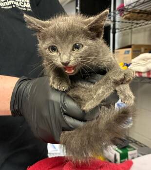 Aaron -  Domestic Short Hair Cat for Adoption in Cincinnati, Ohio - Aaron | PetCurious