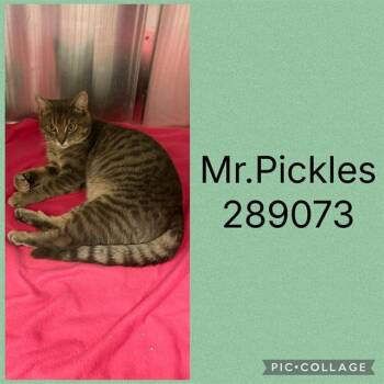 MR. PICKLES -  Domestic Short Hair Cat for Adoption in Macon, Georgia - MR. PICKLES | PetCurious