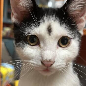 Domestic Short Hair Cats Available for Adoption in Antioch, California - Trance | PetCurious