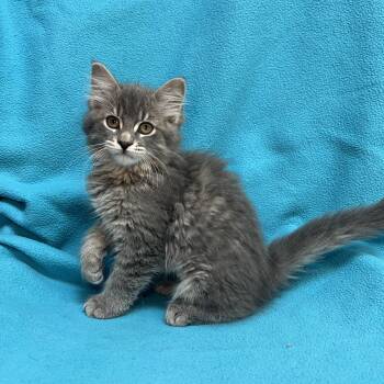 Jasmin -  Domestic Long Hair Cat Available for Adoption in Fairmont, Minnesota - Jasmin | PetCurious