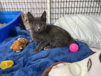 Rescue Domestic Short Hair Cats for Adoption in Trenton, New Jersey - Cumberland Kitten 1 | PetCurious