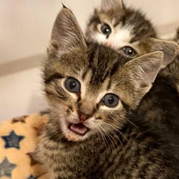 Duet -  Domestic Short Hair Cat for Adoption in Salt Lake City, Utah - Duet | PetCurious