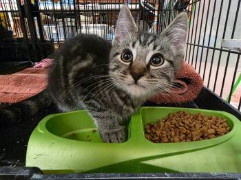 Rescue Domestic Short Hair Cats for Adoption in Camp Hill, Pennsylvania - Charlie | PetCurious