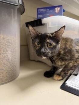 The Monarch -  Domestic Short Hair Cat for Adoption in Wichita, Kansas - The Monarch | PetCurious