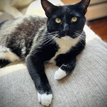 Domestic Short Hair Cats Available for Adoption in Buffalo, New York - Cliff | PetCurious