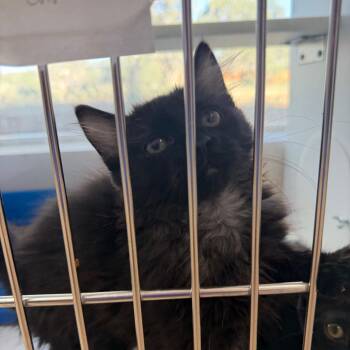 Domestic Medium Hair Cats Available for Adoption in Kanab, Utah - Iditarod | PetCurious