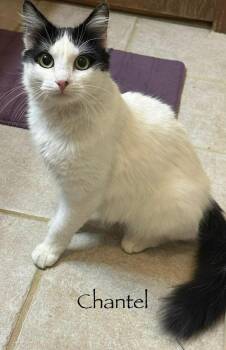 Domestic Short Hair Cats Available for Adoption - Chantel | PetCurious