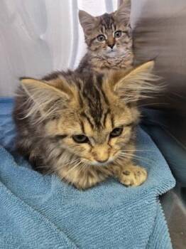 Doubleclick -  Domestic Long Hair and Domestic Short Hair Cat for Adoption in Simcoe, Ontario - Doubleclick | PetCurious