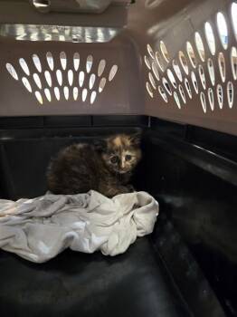 KIKI -  Domestic Short Hair Cat for Adoption in Casper, Wyoming - KIKI | PetCurious