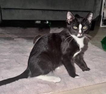 Cloudy -  Domestic Short Hair Cat for Adoption in North Babylon, New York - Cloudy | PetCurious