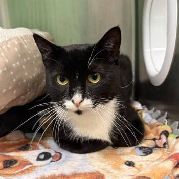SYLVESTER -  Domestic Short Hair Cat for Adoption in Barnstable, Massachusetts - SYLVESTER | PetCurious