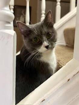 Domestic Short Hair Cats Available for Adoption - Harlie | PetCurious