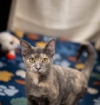 Rescue Dilute Calico Cats for Adoption in Pueblo, Colorado - Abby Cadabe | PetCurious