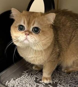 British Shorthair Cats Available for Adoption in Fairfax, Virginia - Ollie | PetCurious