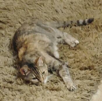 MOLLIE - Courtesy Listing -  Domestic Short Hair Cat for Adoption in Prescott, Arizona - MOLLIE - Courtesy Listing | PetCurious