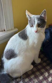 Domestic Short Hair Cats Available for Adoption in Windsor, Connecticut - 2025-174 Lollipop | PetCurious