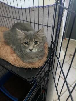 Pixie -  Tabby Cat for Adoption in Grand Junction, Colorado - Pixie | PetCurious