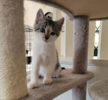 Rescue American Shorthair Cats for Adoption in Lake Ronkonkoma, New York - Bronte | PetCurious