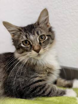 Typhoon -  Domestic Long Hair Cat for Adoption in Las Vegas, Nevada - Typhoon | PetCurious
